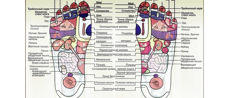 Проекция на вътрешните органи върху стъпалото