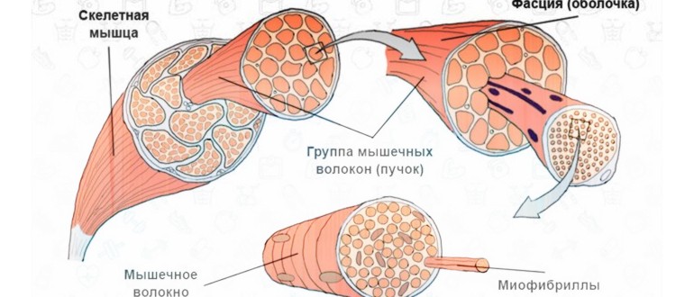 Структура на мускулната тъкан
