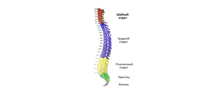 Как е устроен човешкият гръбначен стълб? 