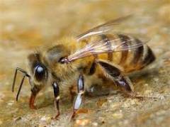 Ухапване от пчела, оси, какво да правя? Първа помощ с ухапване от пчела, оса, стършело.
