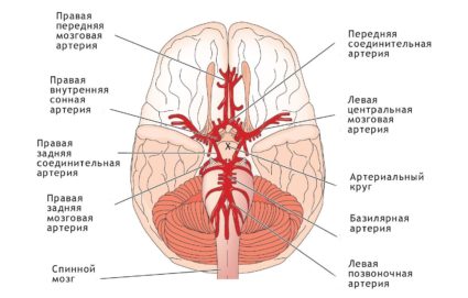 Какво е опасно за хипоплазия на дясната вертебрална артерия?
