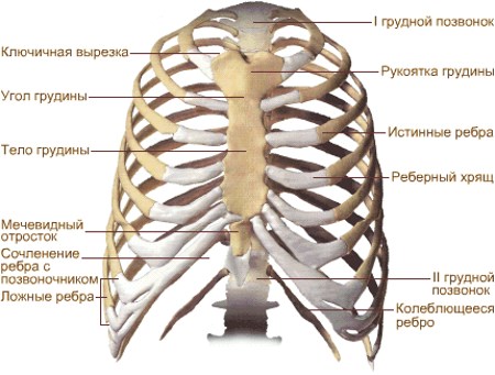 Какви са типовете, видовете и формите на гръдния кош