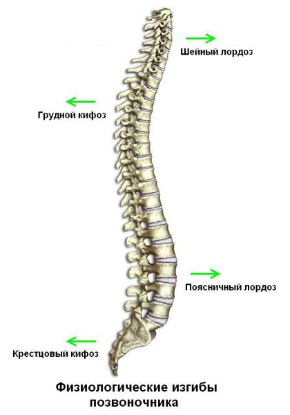 Как е гръбнакът на човек и неговите компоненти