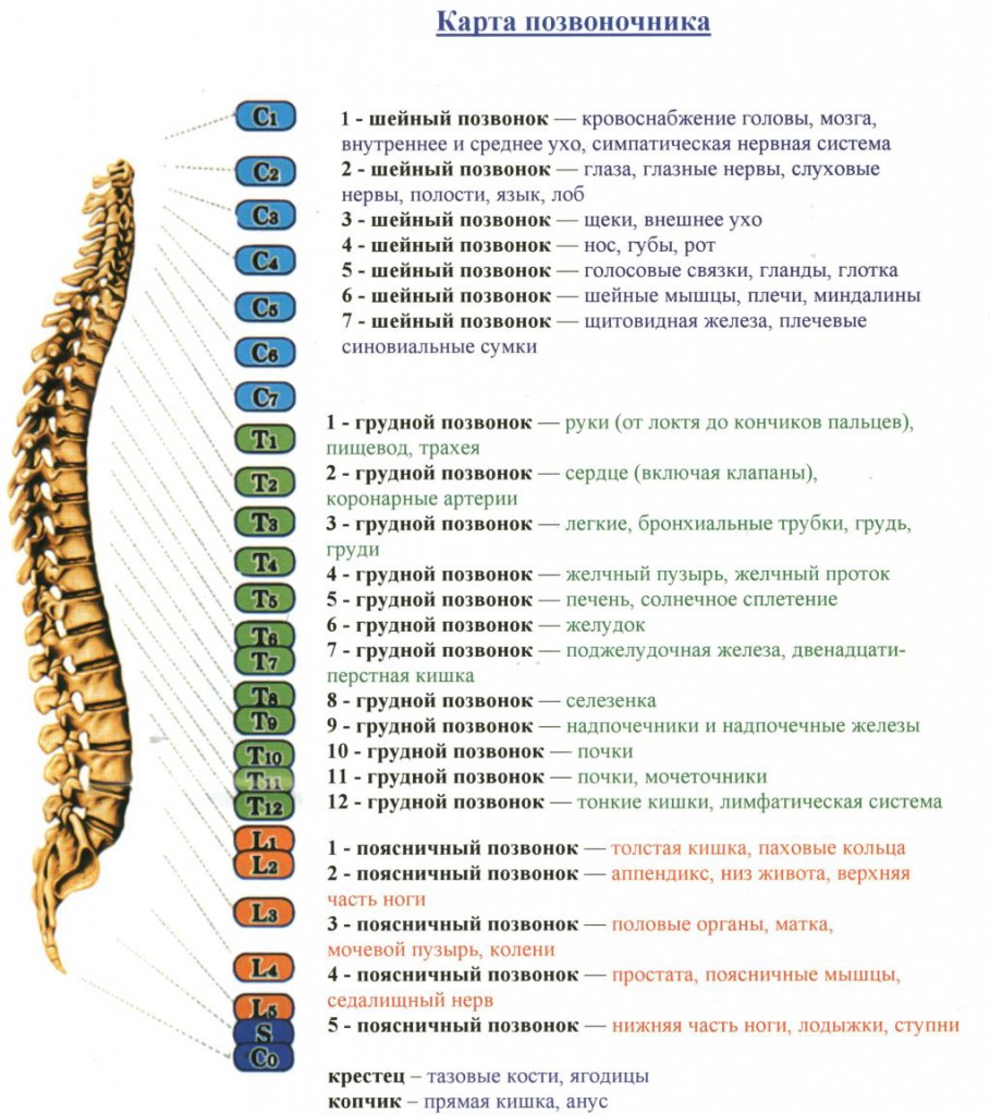 Как е гръбнакът на човек и неговите компоненти