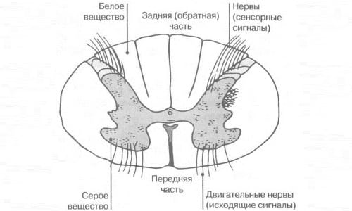 Структура и функции на човешкия гръбначен мозък: концепция за сегмента