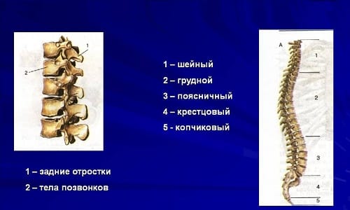 Каква е структурата на сакралния гръбнак на човек?