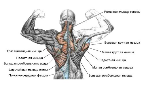 Къде е латисим мускулът на гърба и за какво?