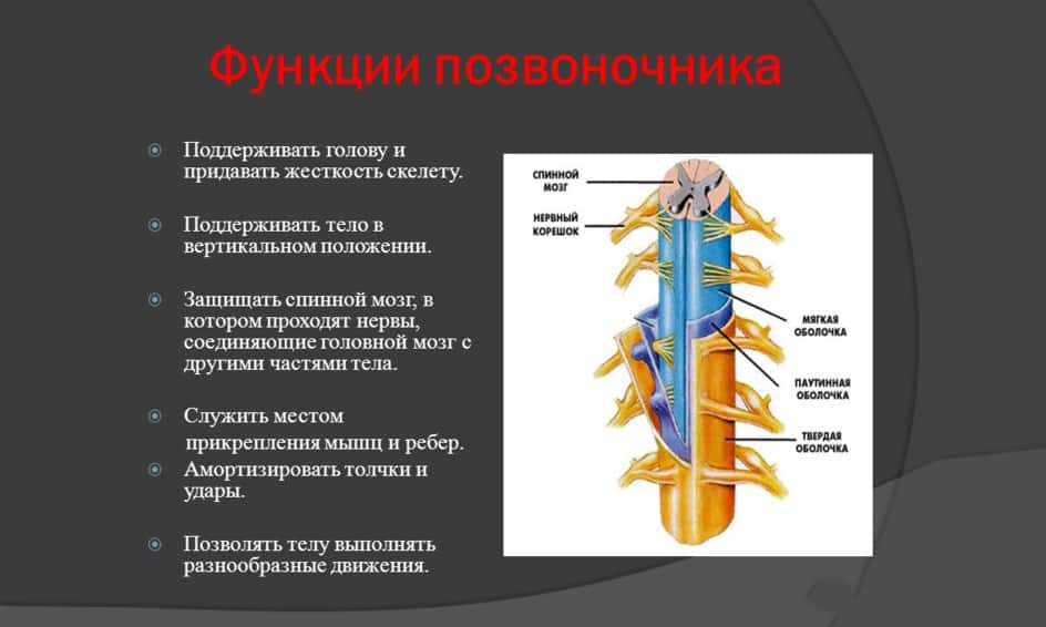 Анатомия, структура и функции на гръбначния стълб при човека