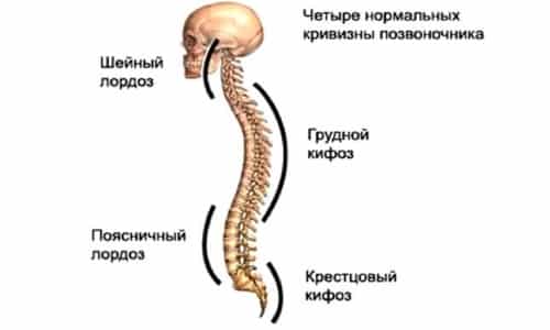 Анатомия, структура и функции на гръбначния стълб при човека