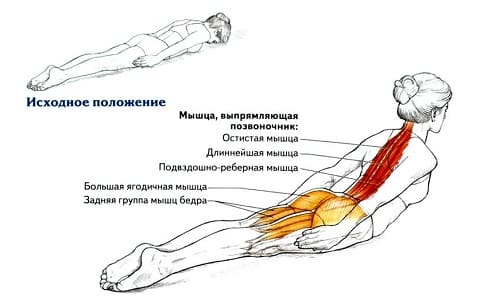 Групи, структура и функции на мускулите на гърба и врата