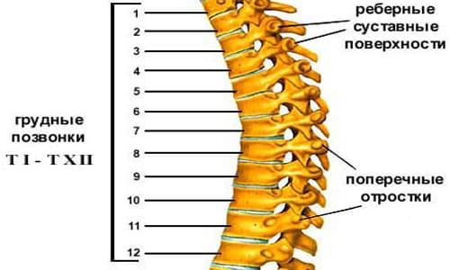Колко гръбнака има човек в гръдния кош?