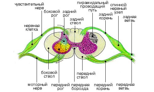 Структура и функция на сегменти и части от гръбначния мозък