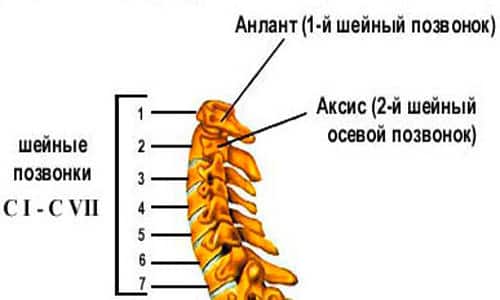 Структурата, анатомията и функциите на шийката на гръбначния стълб при хората