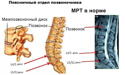 Какви са структурата и функциите на лумбалния гръбначен стълб?