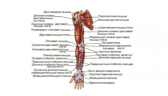 Анатомия на ръката и ръката