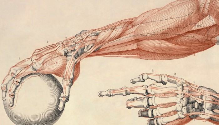 Анатомия на ръката и ръката