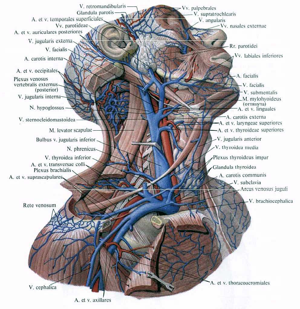 Анатомия на шията на човек