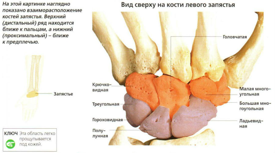 Анатомия на човешката китка