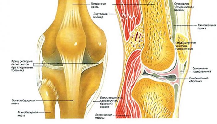 Анатомия на крака над и под коляното