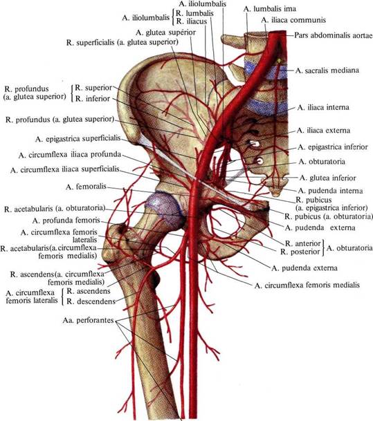 Хип: Човешка анатомия