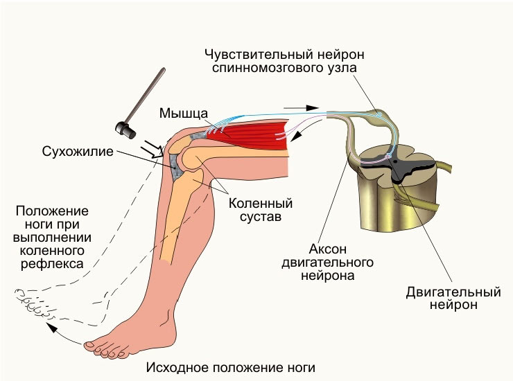Рефлекс на коляното в нормата и патологията