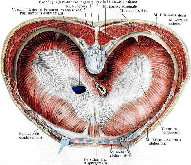 Структура на човешката гръдния кош