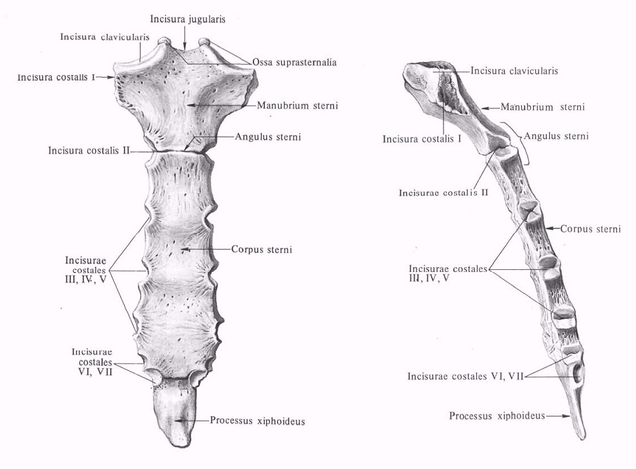 Структура на човешката гръдния кош