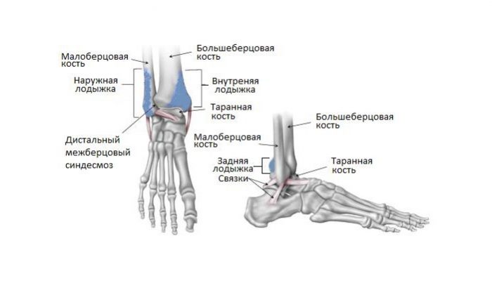 Голеностопный сустав относится к суставам. Перелом голеностопный берцовой кости. Перелом наружной лодыжки большеберцовой кости. Голеностопный сустав анатомия строение кости. Медиальная лодыжка малоберцовой кости.