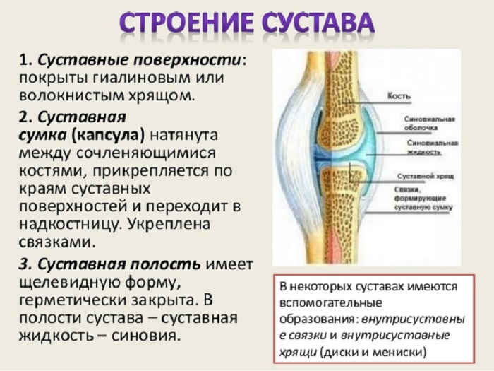 Структурата на колянната става