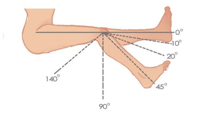 Структурата на колянната става