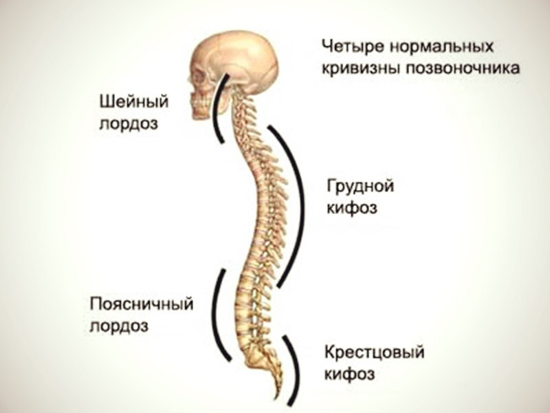 Какво представлява цервикалната и лумбалната лордоза на гръбначния стълб?
