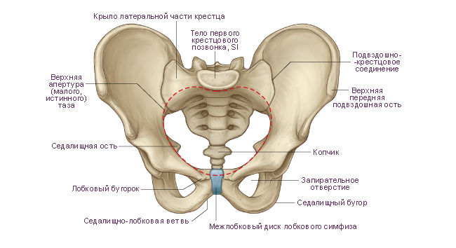 Анатомия на таза