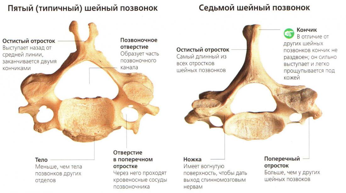 Анатомия на гръбнака, особености на структурата на прешлените