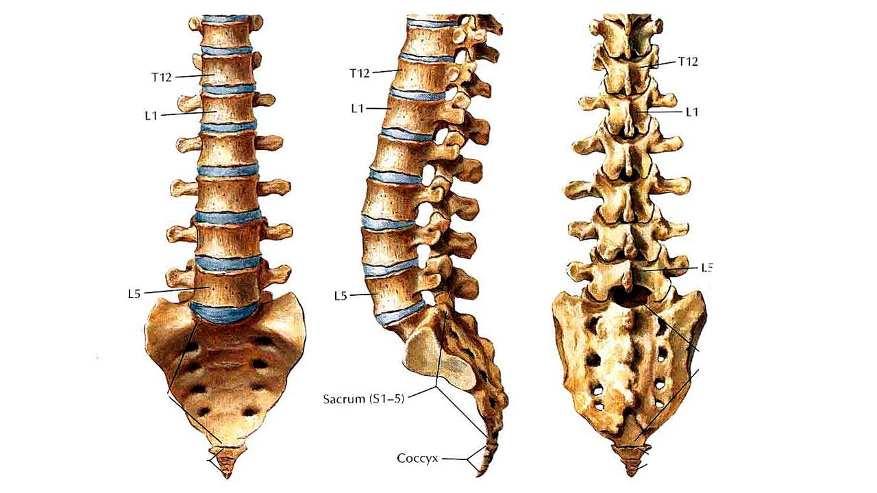 Анатомия на гръбнака, особености на структурата на прешлените