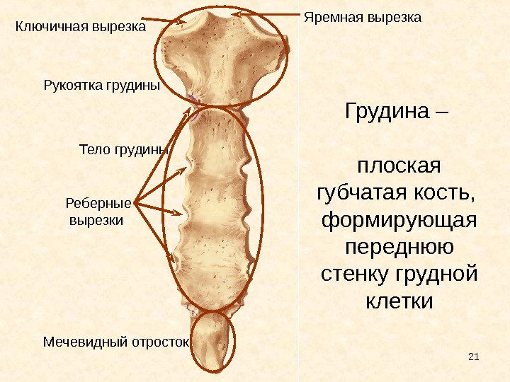 Кости на човешки гръден кош