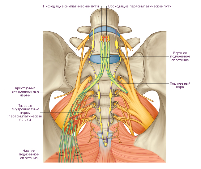 Нерви на човешкия гръбначен мозък