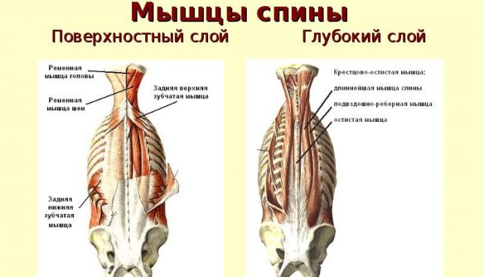 Мускулите на гърба: повърхностни и дълбоки