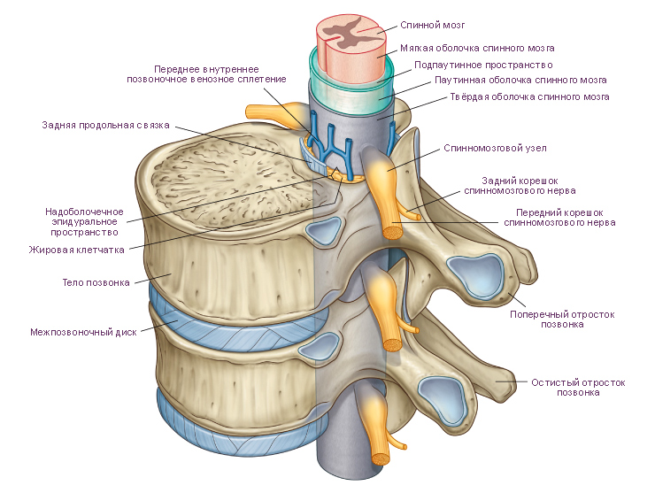 Кошове, пространства и корени на гръбначния мозък