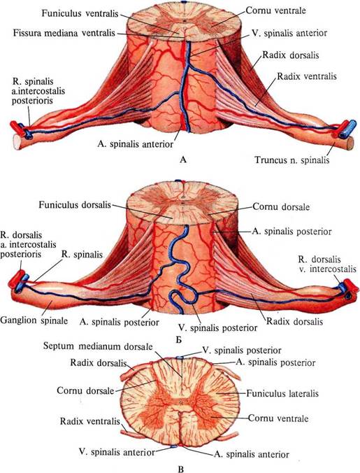 Кошове, пространства и корени на гръбначния мозък