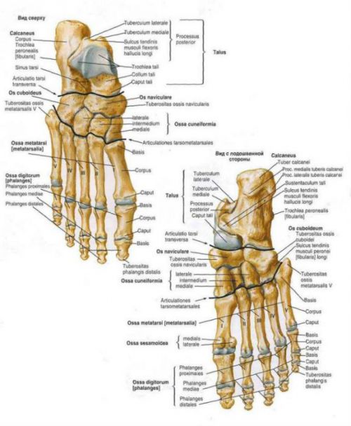 Анатомия на ставите на краката и техните заболявания