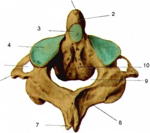 Характеристики на структурата на гръбначния стълб