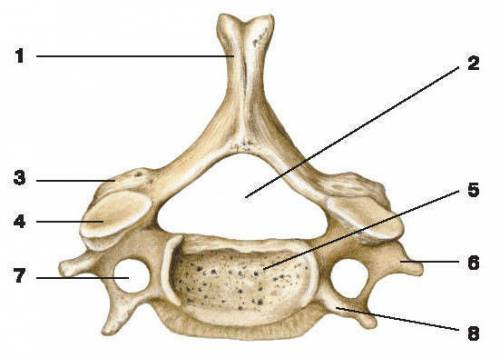 Характеристики на структурата на гръбначния стълб