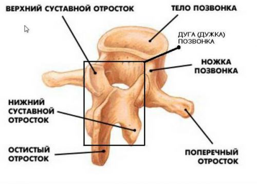 Шпионски процеси на гръбнака и техните фрактури