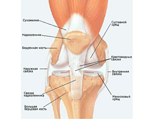 Структура и заболявания на колянната става