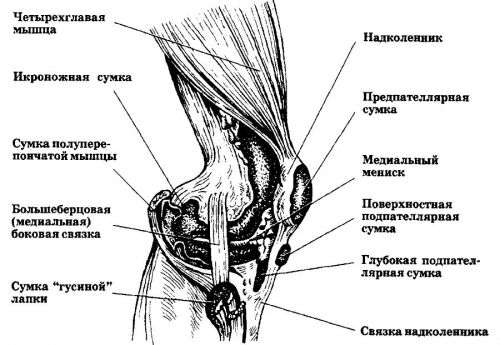 Структура и заболявания на колянната става