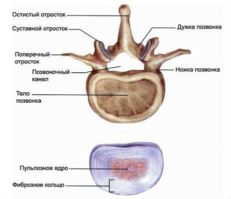 Структура и функция на човешкия гръбнак