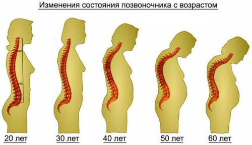 Структура и функция на човешкия гръбнак