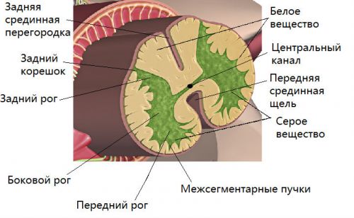 Структура и функции на гръбначния мозък