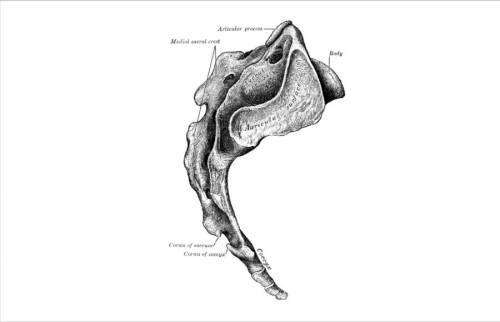 Структура и патология на лумбосакралния гръбначен стълб
