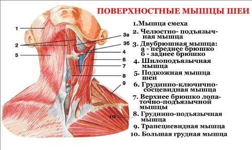 Анатомия на шията на човек